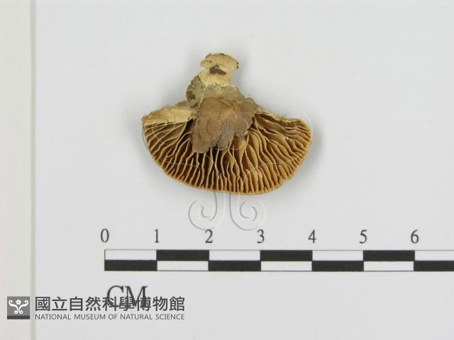 登錄號:F0006939藏品圖，第3張