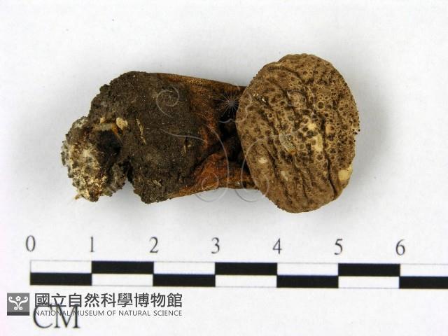 登錄號:F0021939藏品圖，第3張