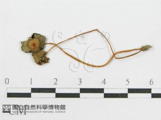 Accession Number:F0004939 Collection Image, Figure 3, Total 3 Figures