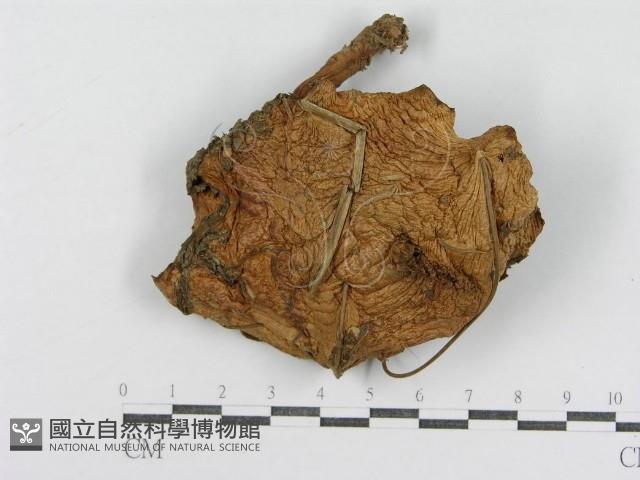 登錄號:F0012939藏品圖，第3張