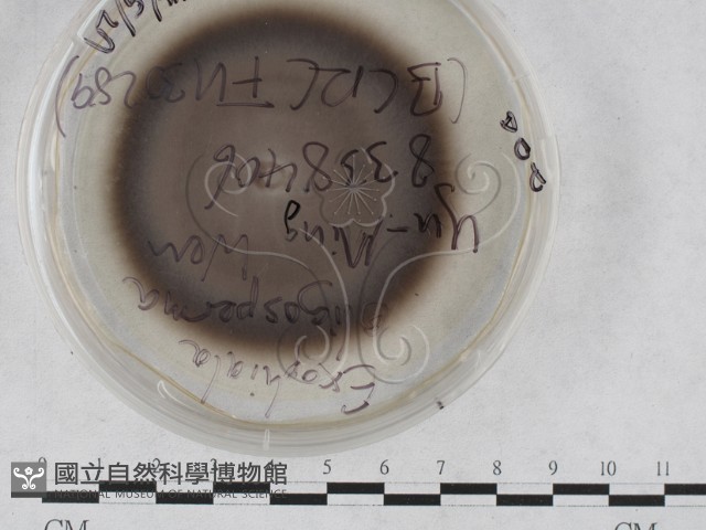 登錄號:F0027939藏品圖，第1張