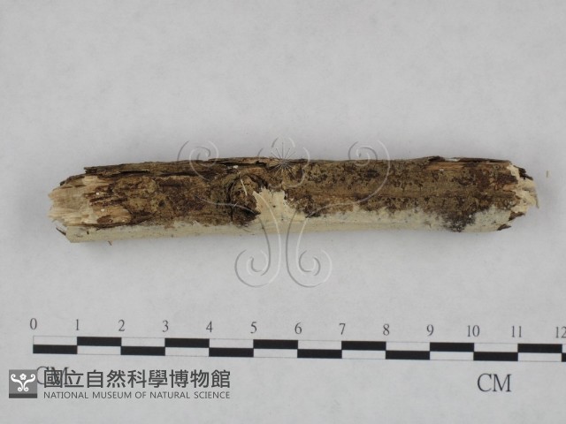 登錄號:F0007939藏品圖，第3張