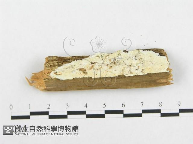 登錄號:F0005939藏品圖，第3張