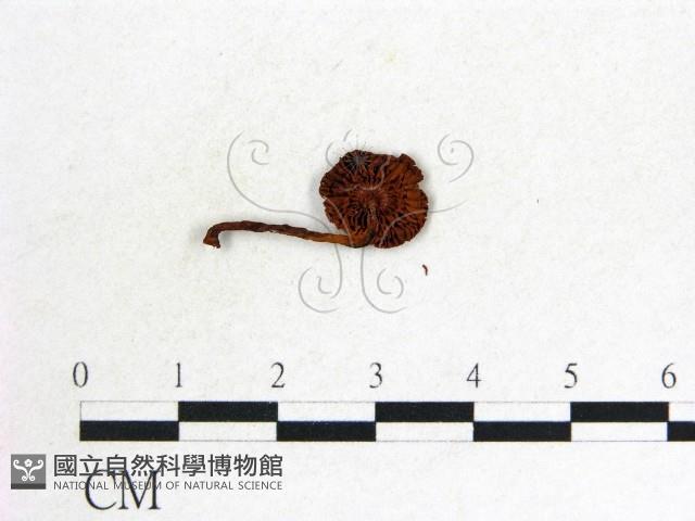 登錄號:F0015939藏品圖，第3張