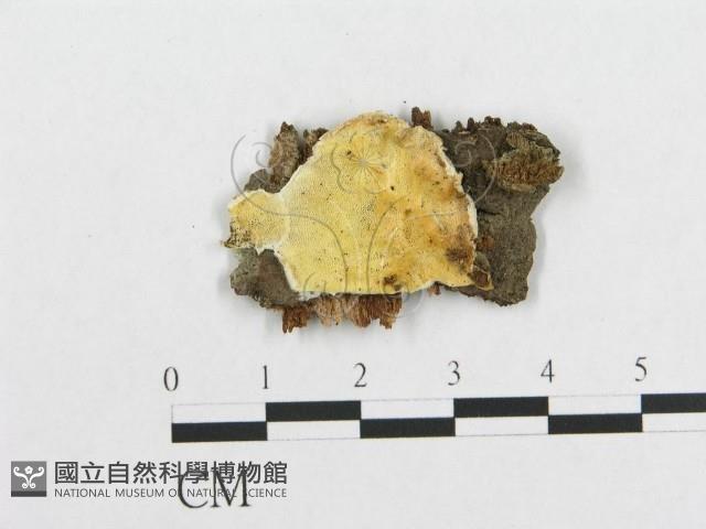 登錄號:F0019939藏品圖，第1張