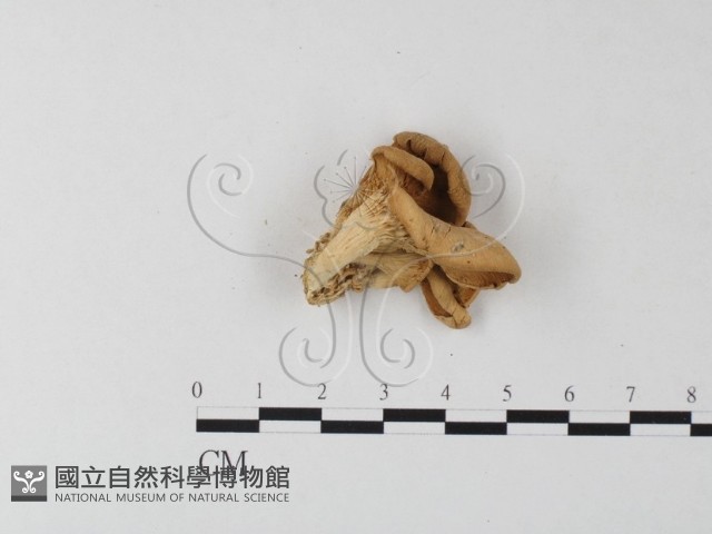 側耳屬藏品圖，第3張