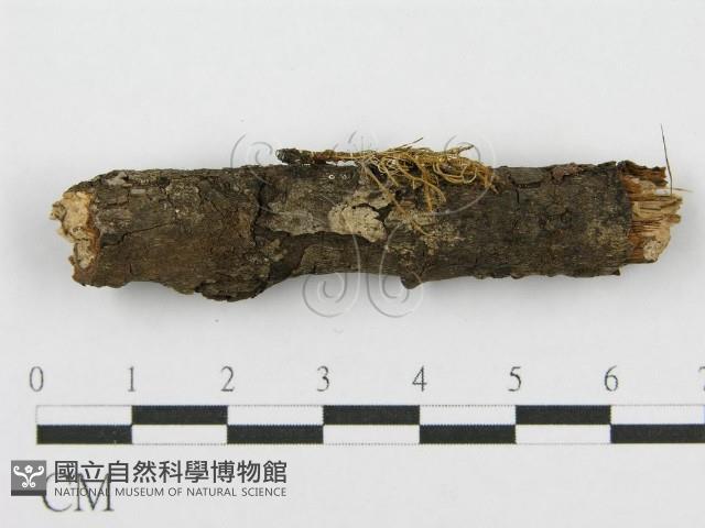 筍殼菌屬藏品圖，第3張