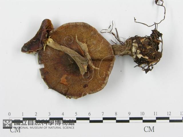 登錄號:F0013939藏品圖，第3張