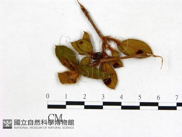 登錄號:F0020639藏品圖，第3張