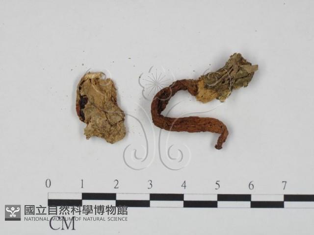 登錄號:F0000639藏品圖，第3張