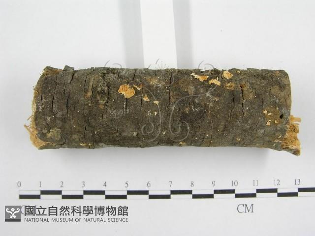 微皮傘屬藏品圖，第3張