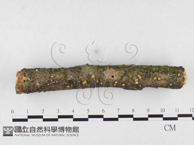 登錄號:F0026639藏品圖，第3張