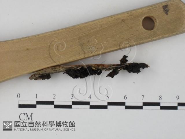 登錄號:F0011639藏品圖，第3張
