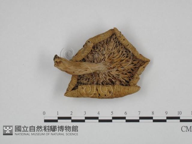 登錄號:F0024639藏品圖，第3張
