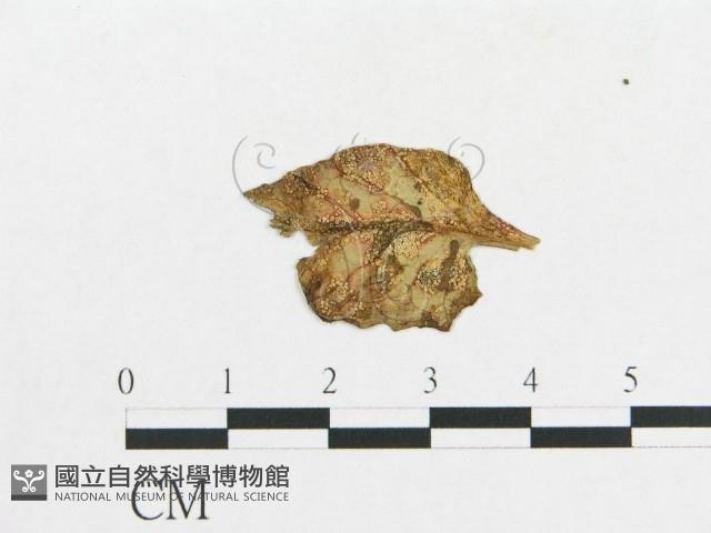 登錄號:F0004639藏品圖，第3張