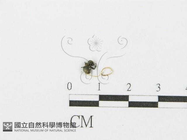 登錄號:F0014639藏品圖，第3張