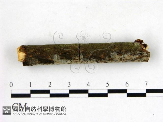 刺皮菌屬藏品圖，第3張