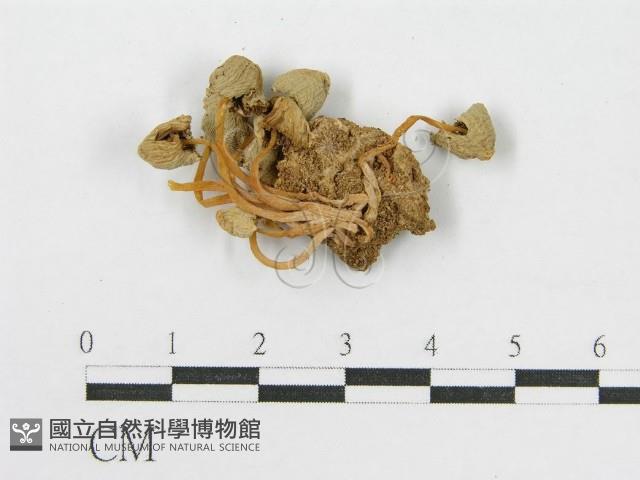 登錄號:F0012639藏品圖，第3張
