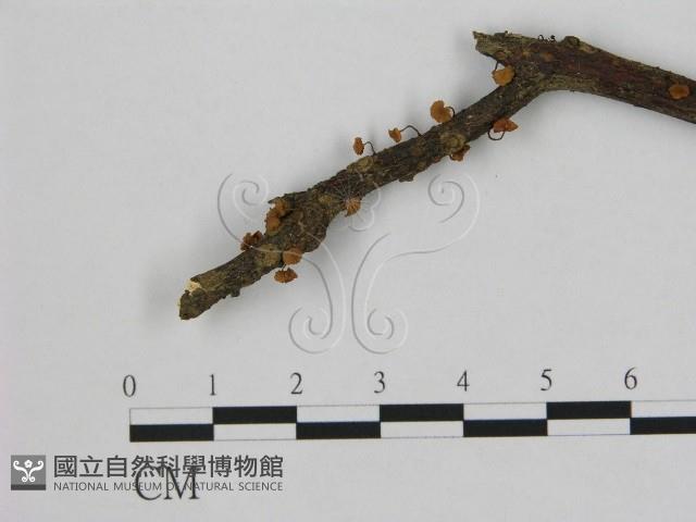 小皮傘屬藏品圖，第3張