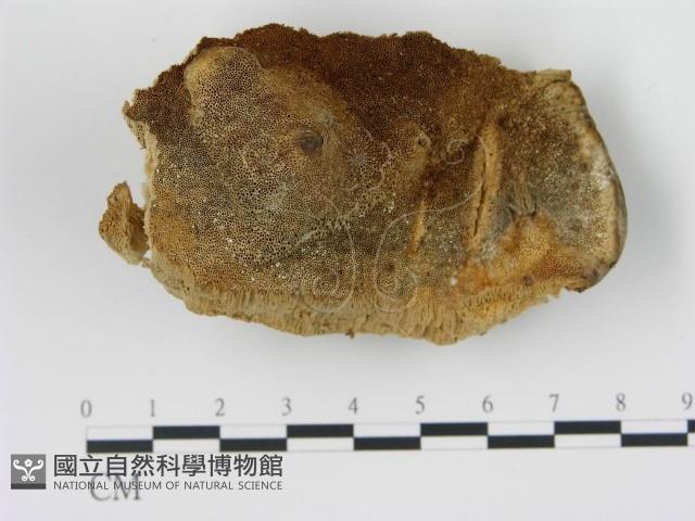 松生擬層孔菌藏品圖，第1張