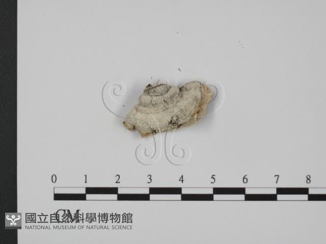 登錄號:F0009639藏品圖，第3張