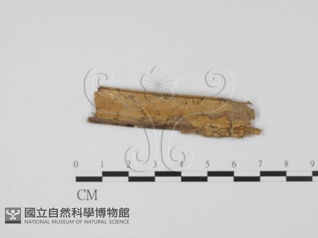 登錄號:F0019639藏品圖，第3張