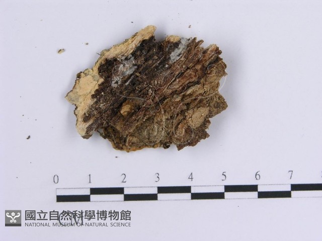 韌革菌屬藏品圖，第3張