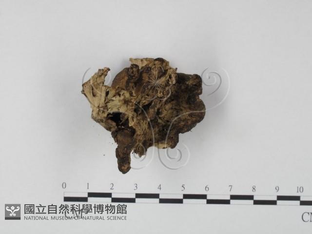 登錄號:F0013639藏品圖，第3張