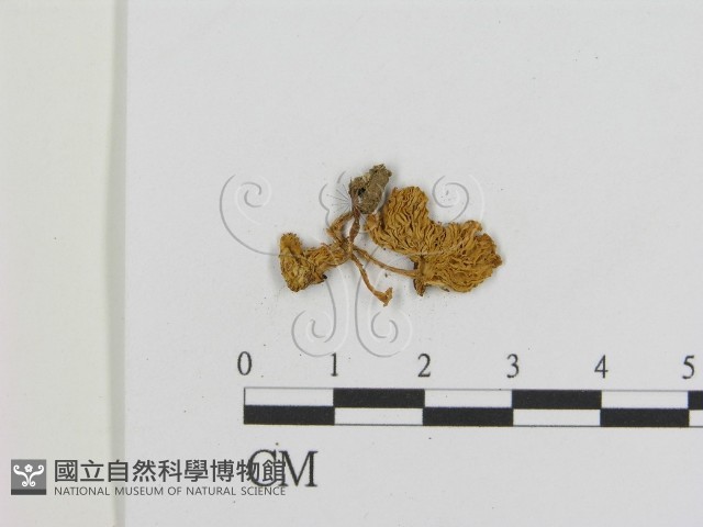 登錄號:F0008439藏品圖，第3張