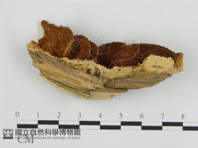 登錄號:F0006439藏品圖，第3張