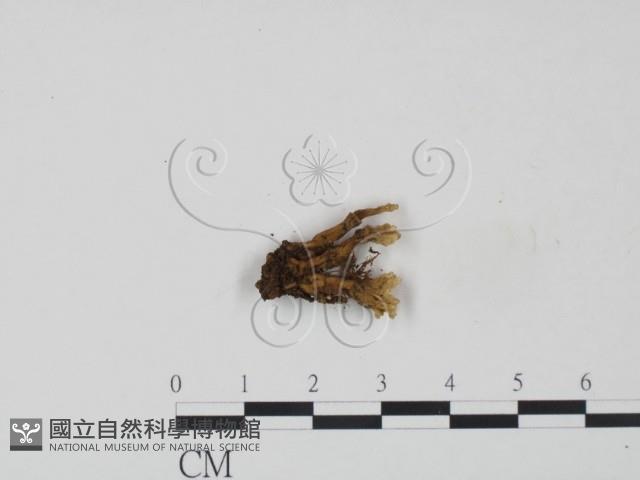 登錄號:F0016439藏品圖，第3張