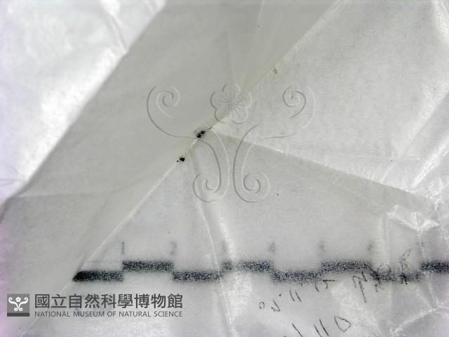 登錄號:F0021439藏品圖，第3張