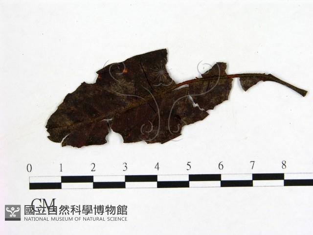 登錄號:F0011439藏品圖，第3張