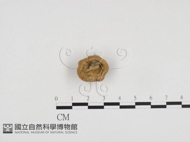 登錄號:F0024439藏品圖，第3張