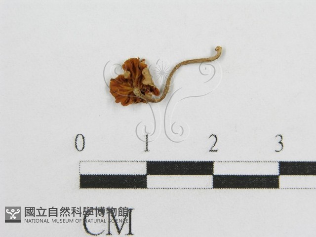 微皮傘屬藏品圖，第3張