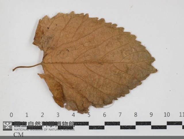 登錄號:F0034439藏品圖，第3張