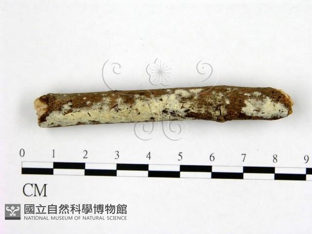 登錄號:F0022439藏品圖，第3張