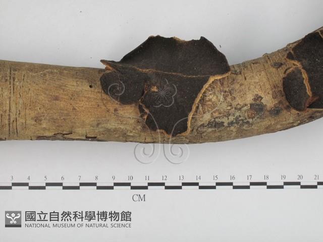 登錄號:F0002439藏品圖，第3張