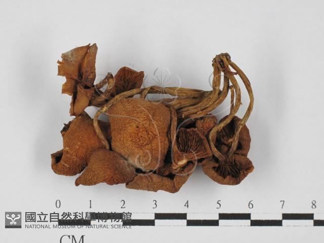 登錄號:F0027439藏品圖，第3張