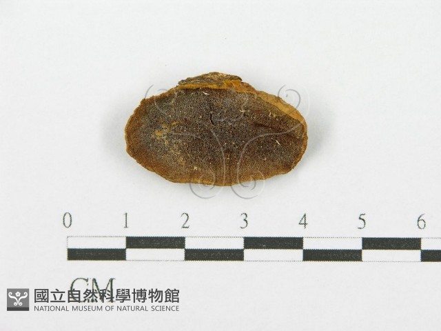 登錄號:F0017439藏品圖，第1張