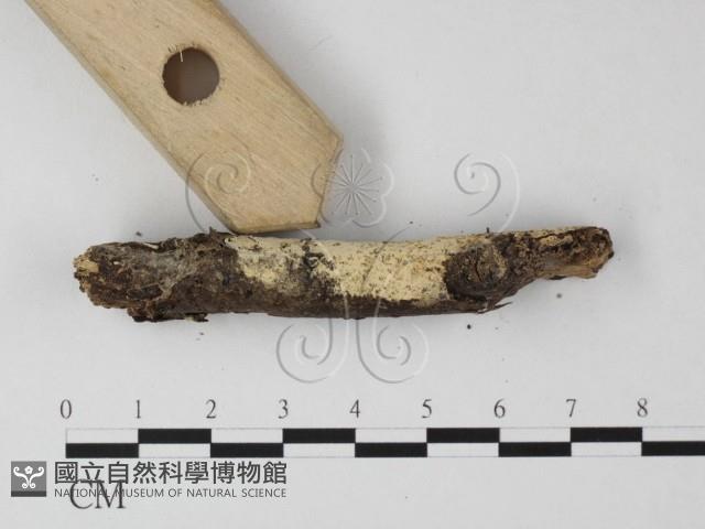 登錄號:F0025439藏品圖，第3張