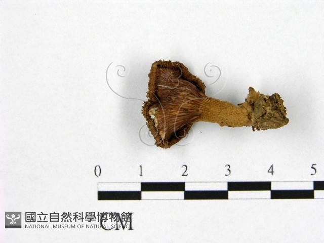 登錄號:F0005439藏品圖，第3張