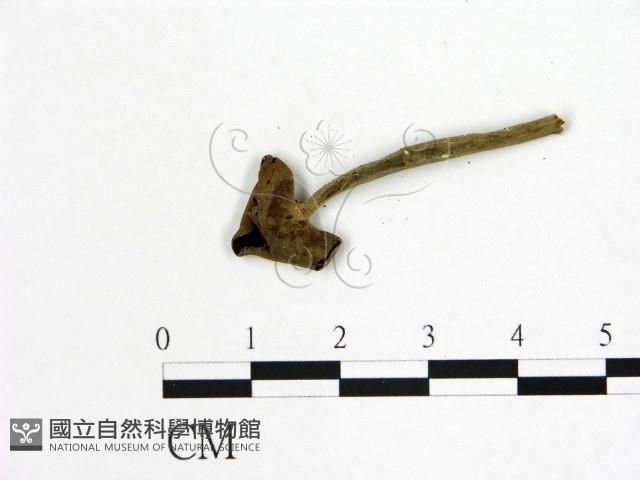 登錄號:F0015439藏品圖，第3張