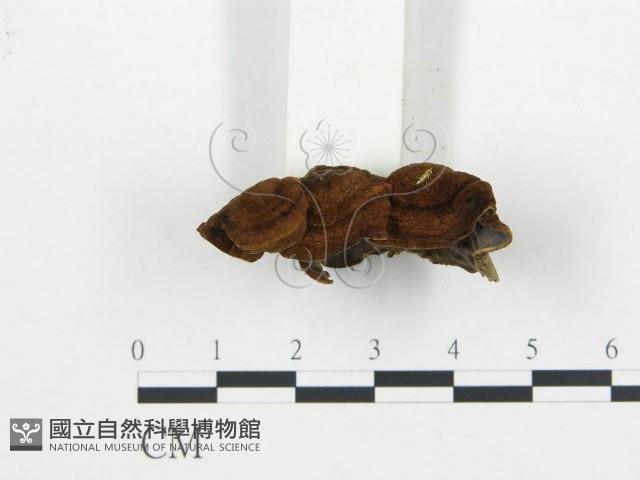 登錄號:F0009439藏品圖，第3張