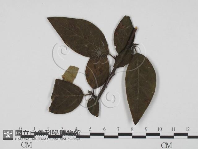 登錄號:F0019439藏品圖，第3張
