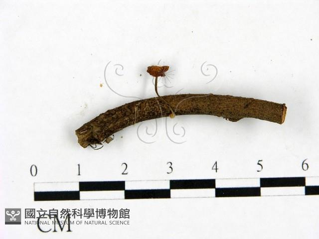 登錄號:F0023439藏品圖，第3張