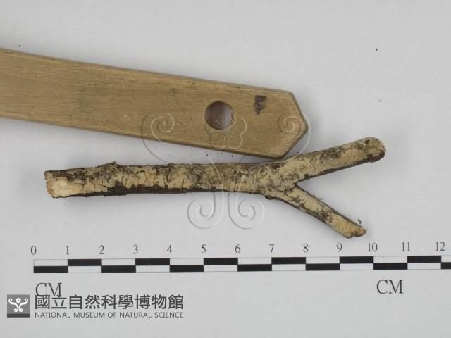 登錄號:F0013439藏品圖，第3張