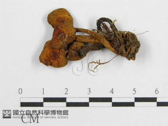 登錄號:F0010739藏品圖，第3張