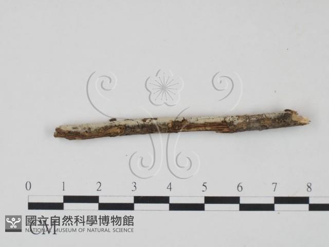 剛毛絲皮菌藏品圖，第3張
