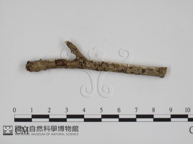 絲齒菌屬藏品圖，第3張